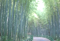 竹の小径