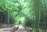 竹林散策路