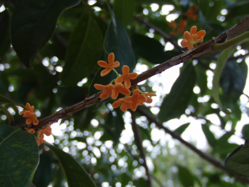 %e3%82%ad%e3%83%b3%e3%83%a2%e3%82%af%e3%82%bb%e3%82%a4