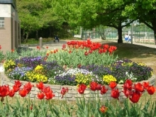 obata-sansankai_hana2