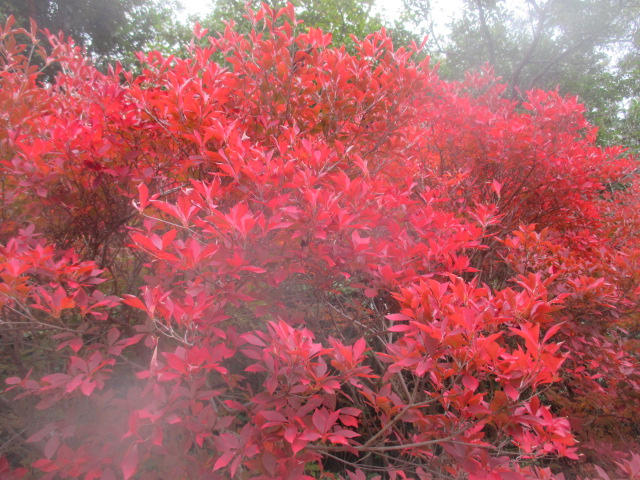 obata_doudanntutuji2