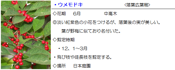 nihonteien-umemodoki