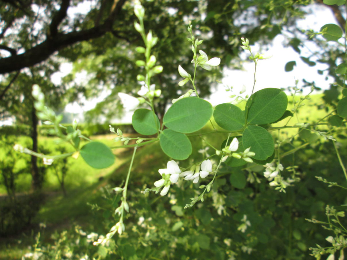 秋の七草のひとつ 萩の花 - おでかけナビ・名古屋と愛知の公園であそぼ