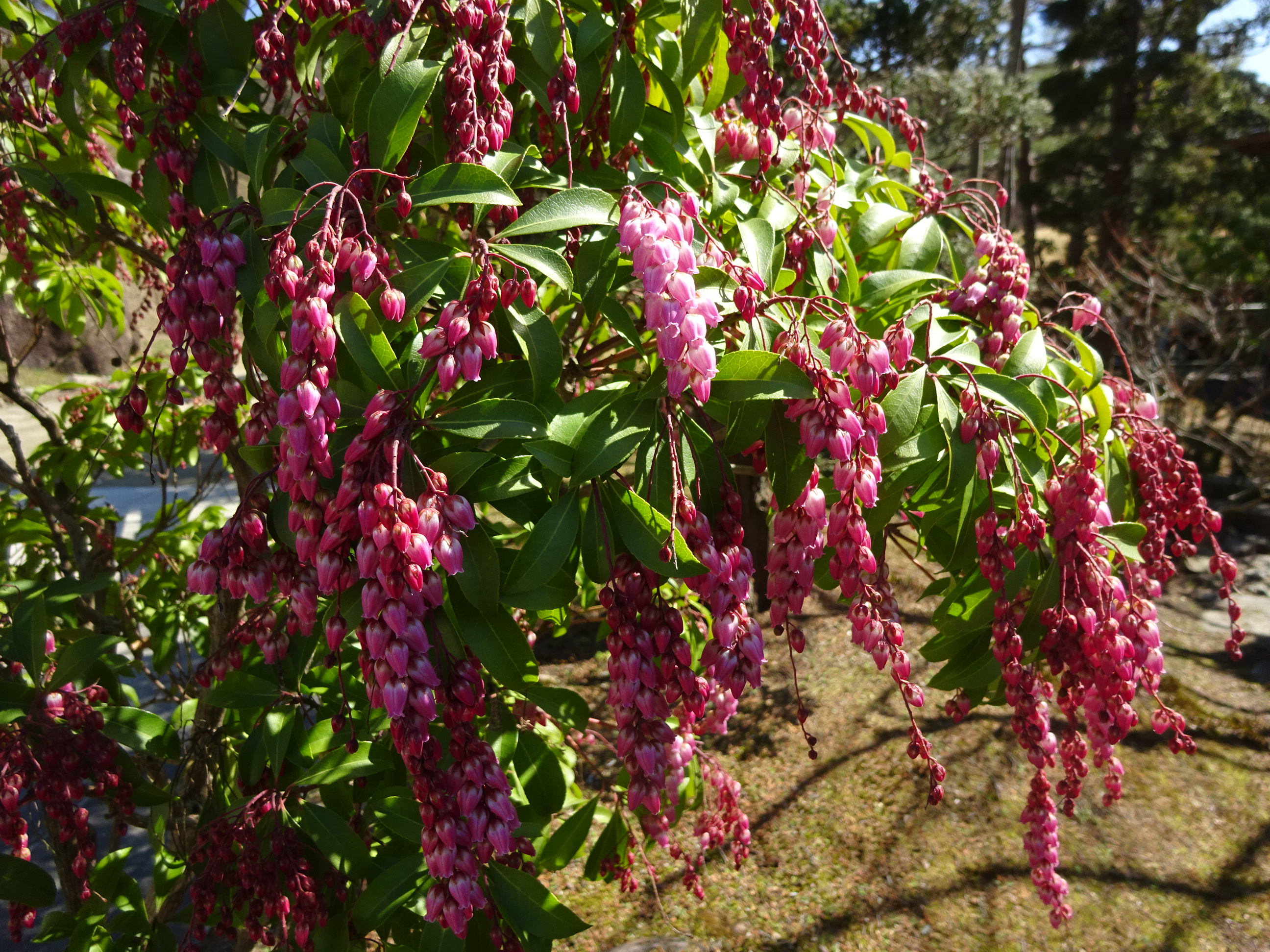 アセビ - おでかけナビ・名古屋と愛知の公園であそぼう！おでかけナビ