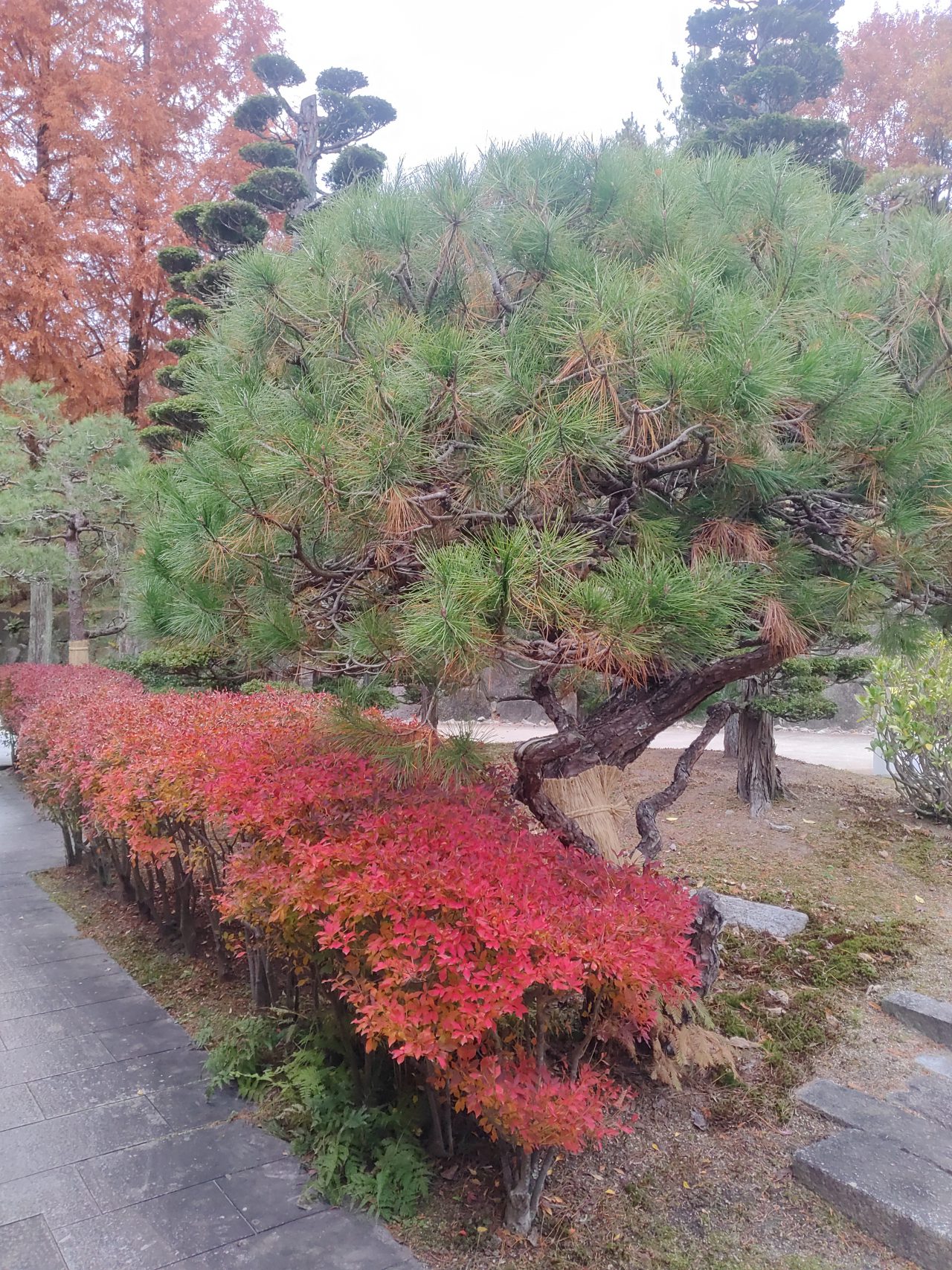 ドウダンツツジ - おでかけナビ・名古屋と愛知の公園であそぼう 