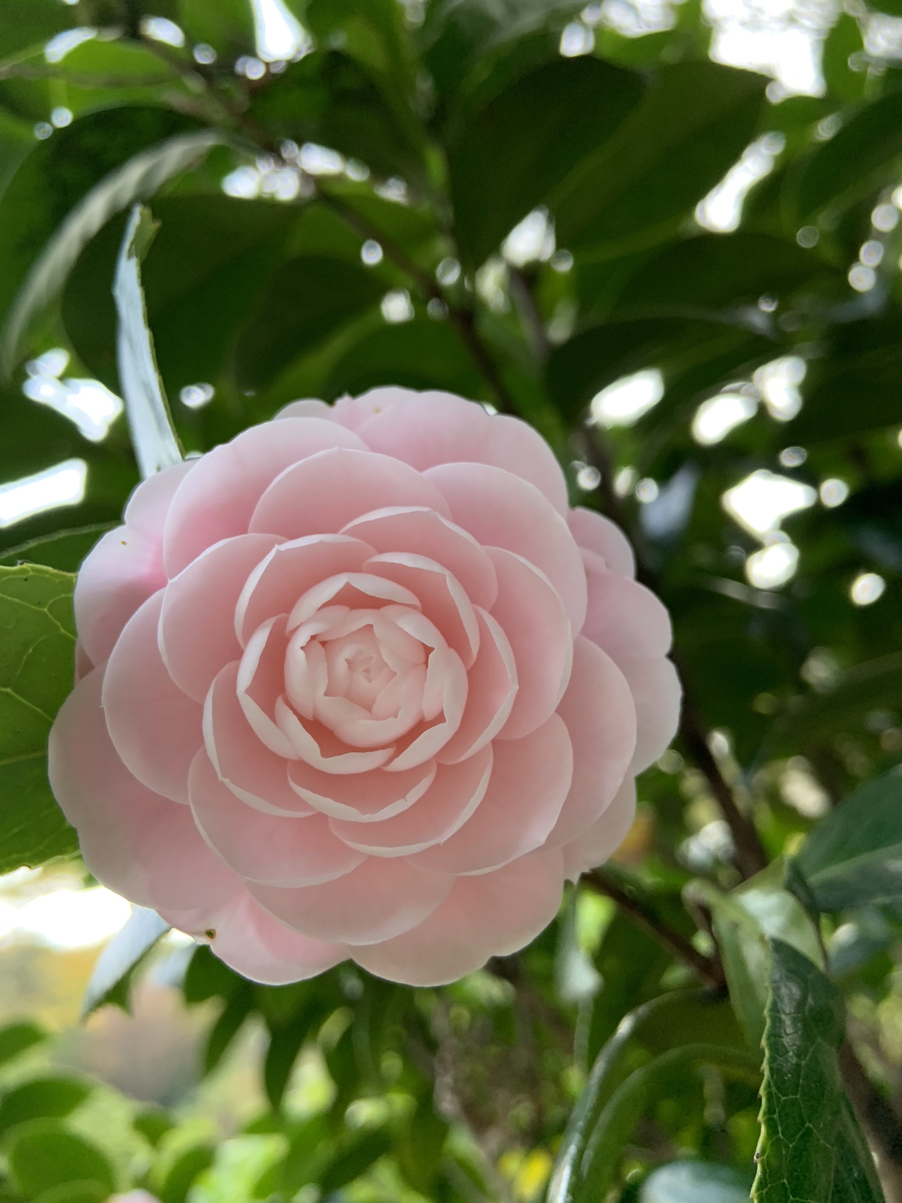 乙女椿 オトメツバキ（乙女椿） 販売｜植木買うならグリーンロケット
