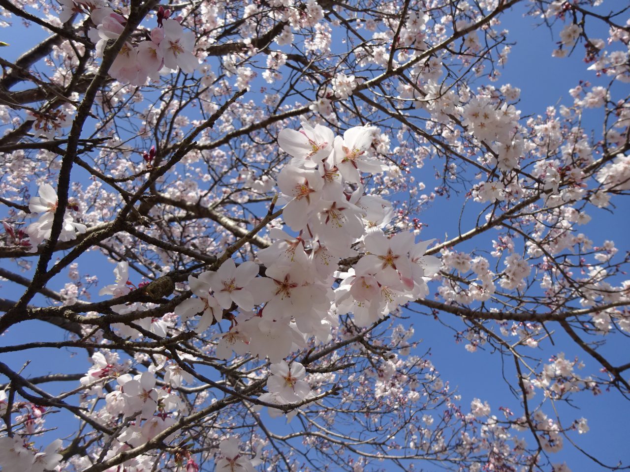 エドヒガン - おでかけナビ・名古屋と愛知の公園であそぼう！おでかけ
