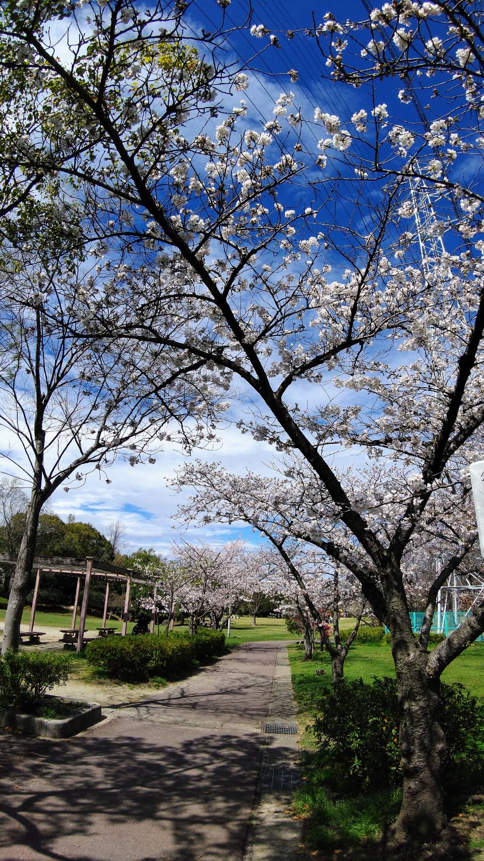 お知らせ】桜咲いています - おでかけナビ・名古屋と愛知の公園で