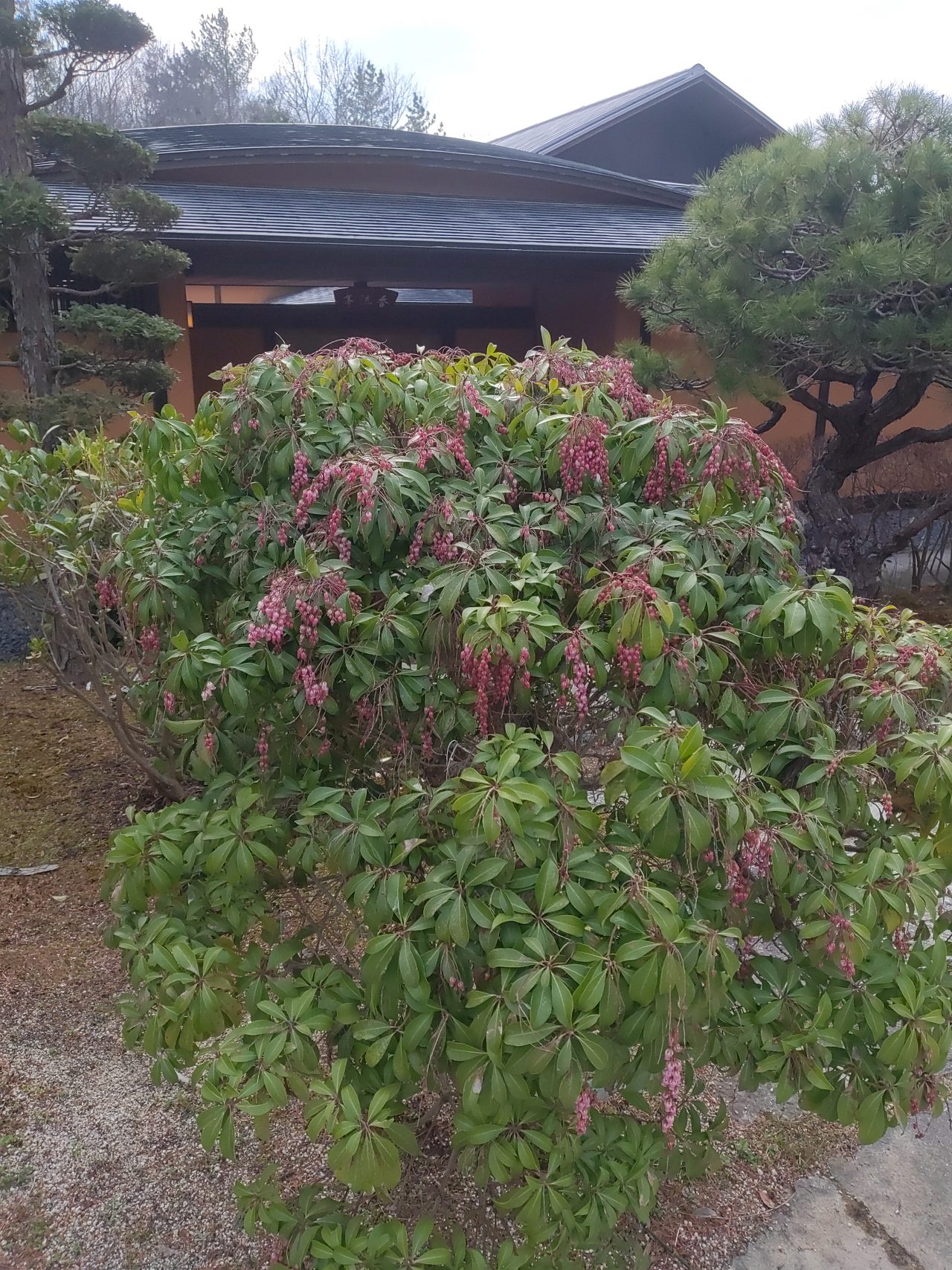 アセビ - おでかけナビ・名古屋と愛知の公園であそぼう！おでかけナビ 
