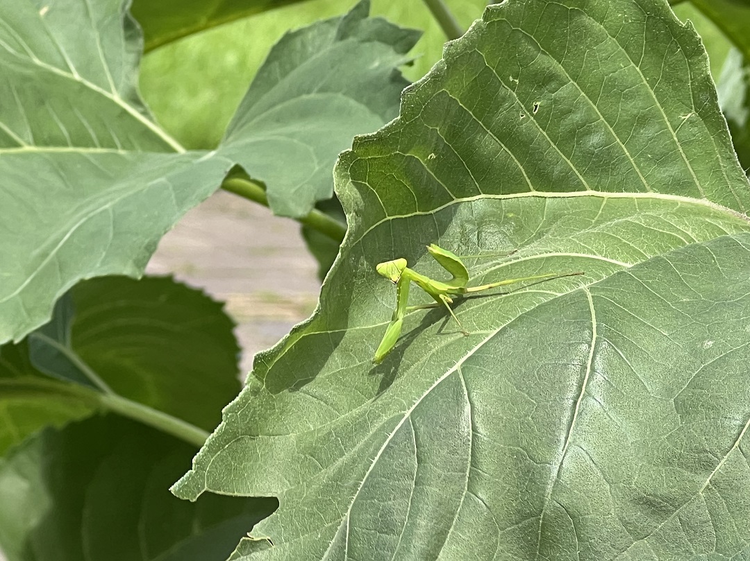 カマキリパパ【4年 理科上1-19、下1-18、社会上1-6、9-