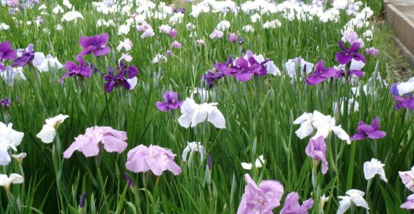油ヶ渕遊園地】花しょうぶまつり・開花状況 5/24 - おでかけナビ