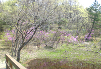 水生園・野鳥観察の森（中央園）