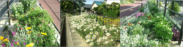 owari-owari-ono-kasahiwai