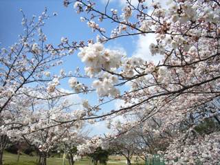 sakura