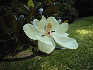 taisanboku