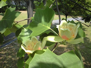 yurinoki