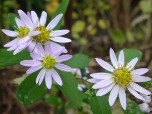 DSC00320