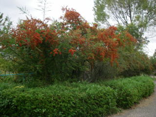 pirakansa1