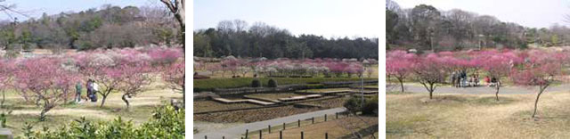 ume1