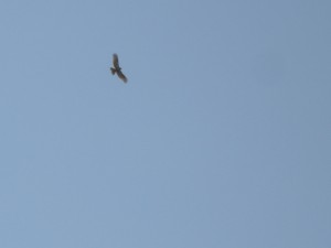 CIMG0271