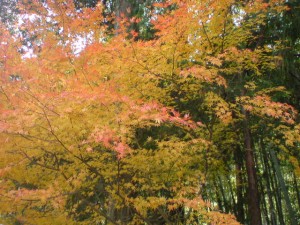 DSC00342