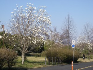IMGP5698
