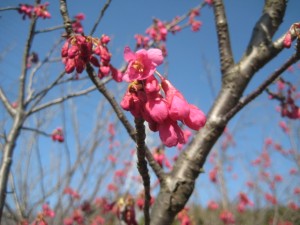 IMG_1528