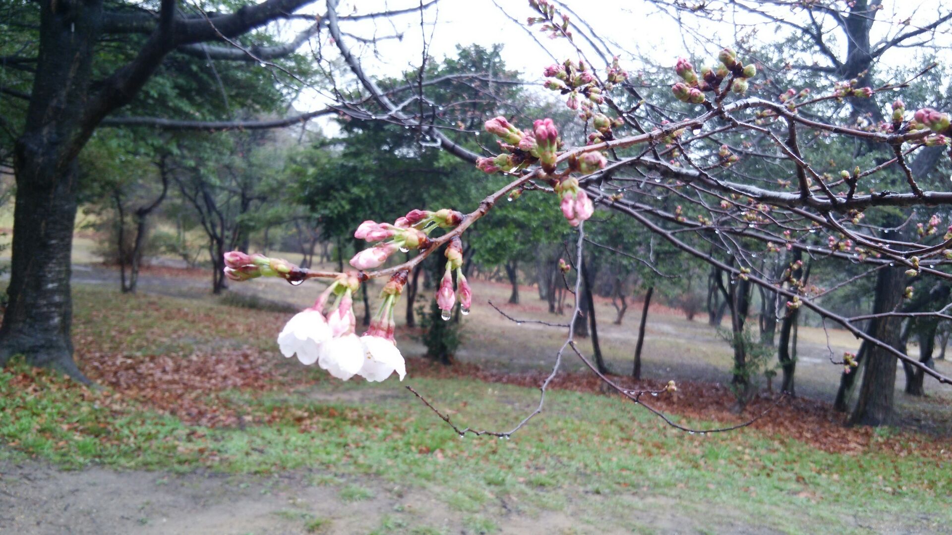 桜開花0326
