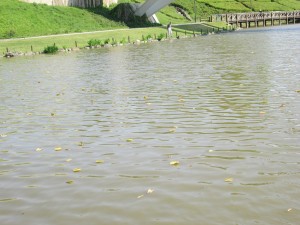 IMG_0549 - コピー