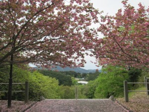 IMG_3337