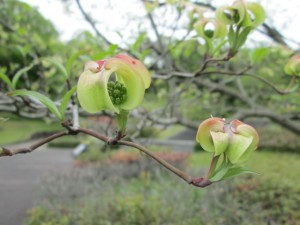 IMG_3350