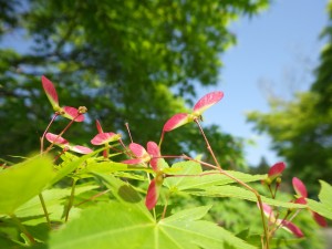 IMGP0158