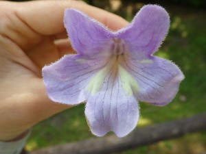 IMGP0165