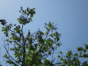 IMGP0166