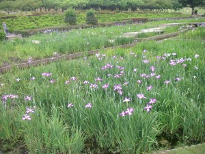 はんしょうぶ１