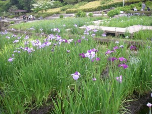 はなしょうぶ３