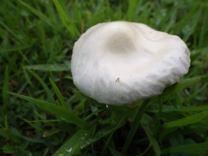 IMGP1132