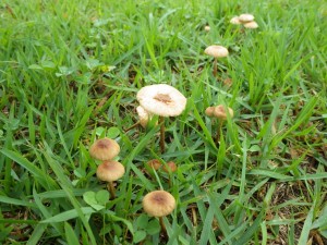 IMGP1135
