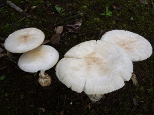 IMGP1138