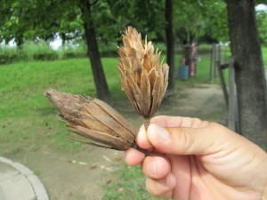 IMG_1461