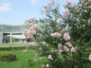 IMG_1517