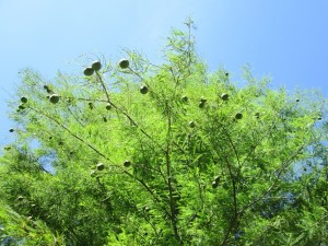 IMG_1637