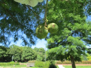 IMG_1645