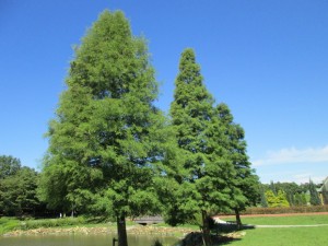 IMG_1646