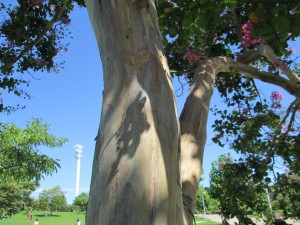 IMG_1649
