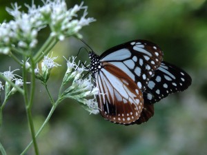 ヒヨドリバナとアサギマダラ