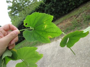 IMG_1852