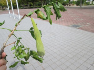 IMG_1935