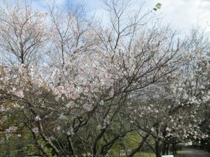 IMG_2216