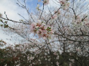 IMG_2219